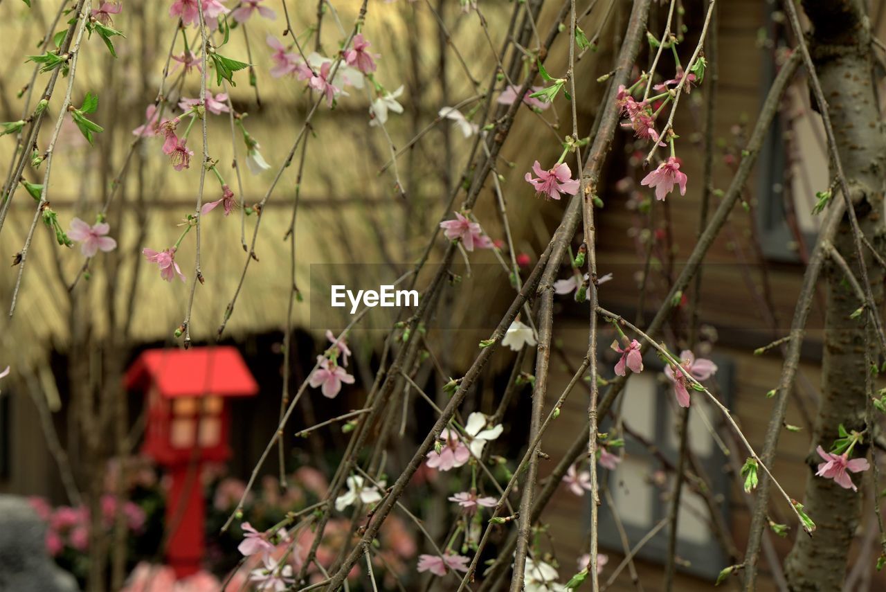 Close-up of pink flowering plants on land