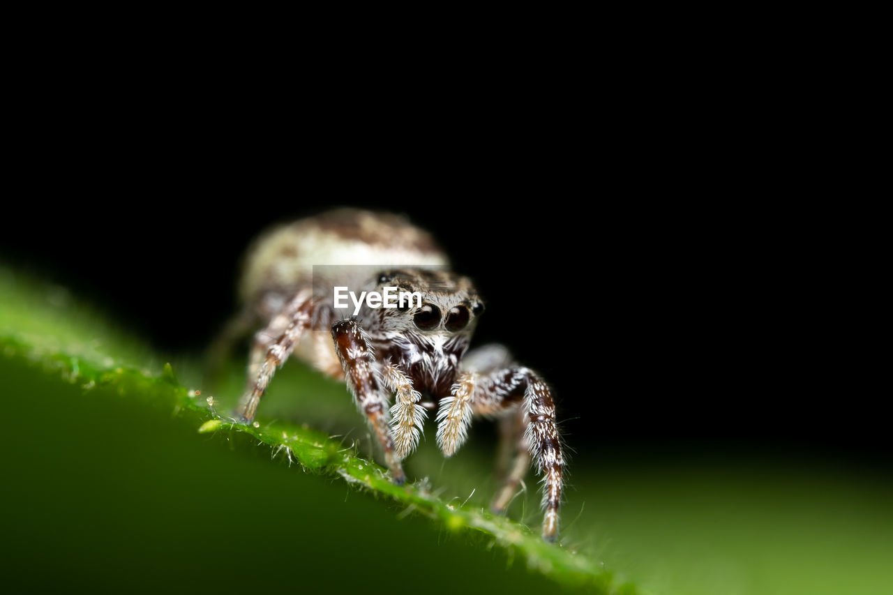 CLOSE-UP OF SPIDER IN THE LEAF