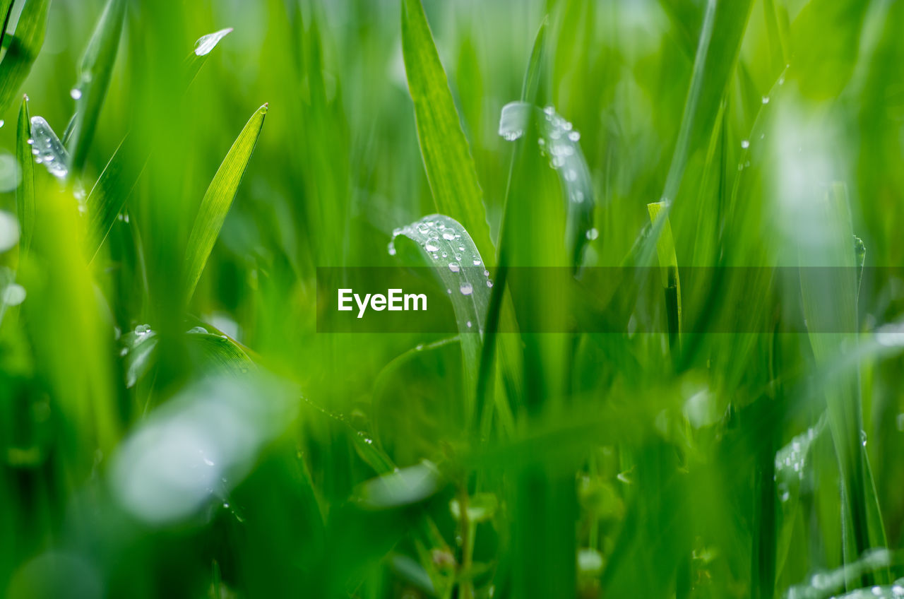 plant, green, dew, moisture, grass, nature, water, drop, beauty in nature, growth, meadow, wet, field, grassland, freshness, land, selective focus, environment, lawn, flower, no people, macro photography, sunlight, close-up, blade of grass, backgrounds, outdoors, landscape, plant stem, agriculture, fragility, rain, leaf, tranquility, plain, springtime, summer, plant part, day, full frame, hierochloe, rural scene, flowering plant, sweet grass, environmental conservation