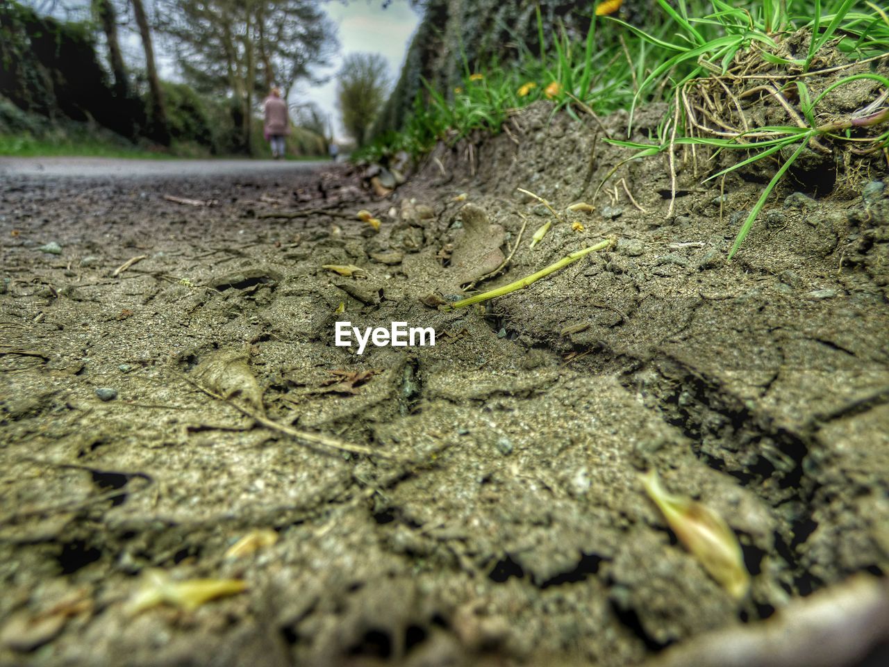 SURFACE LEVEL OF ROAD ALONG TREES