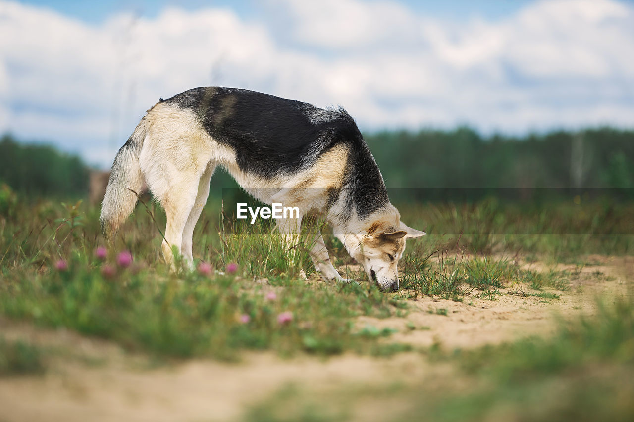 DOG LOOKING AWAY ON ROCK