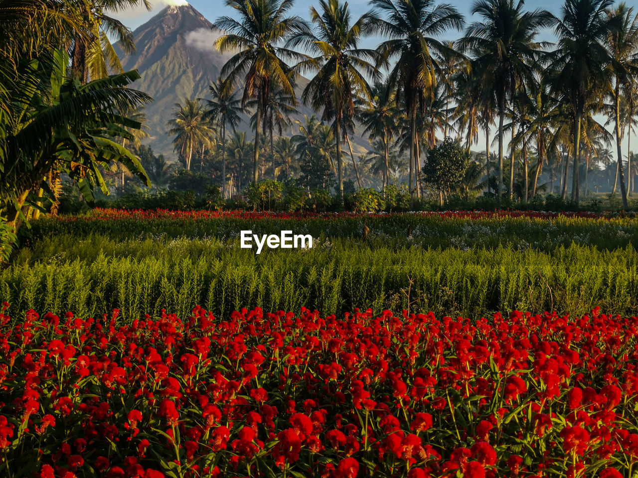 Red flowering plants and trees on field