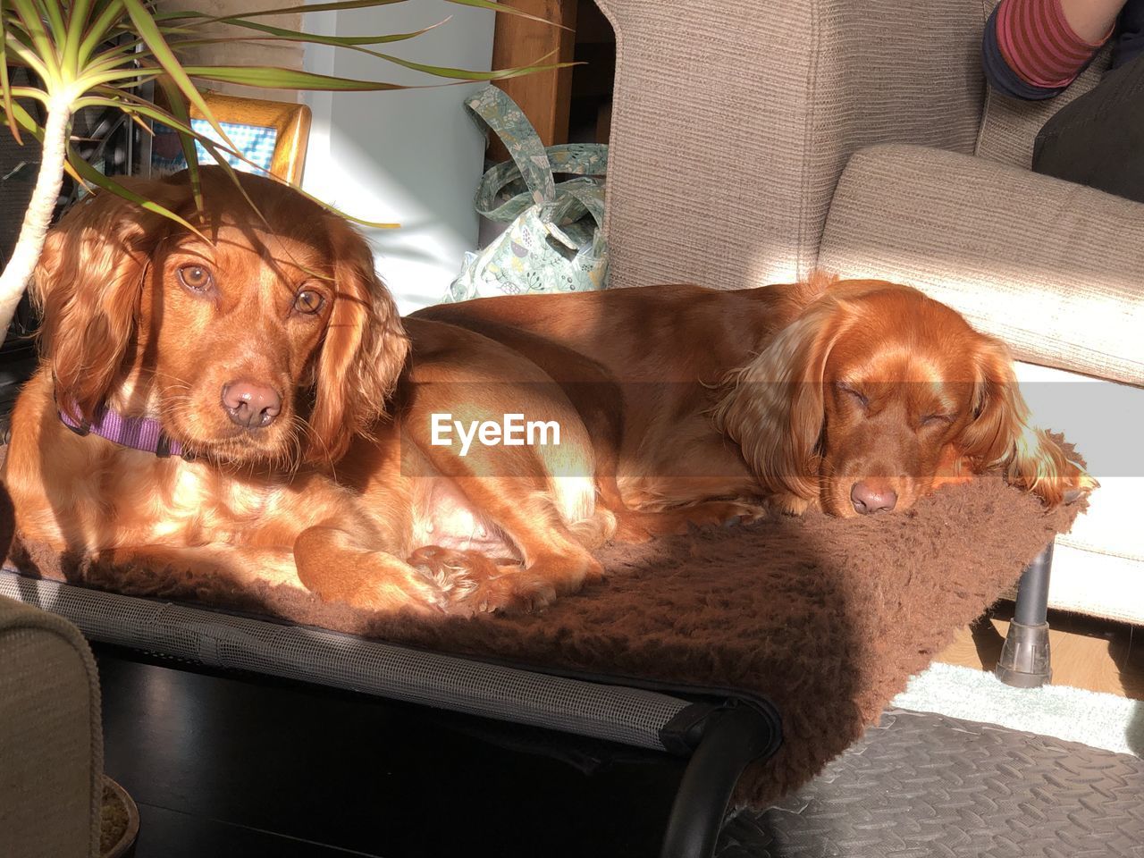 pet, domestic animals, mammal, animal themes, dog, canine, animal, one animal, relaxation, indoors, irish setter, puppy, lying down, home interior, sofa, dachshund, no people, seat, furniture, brown, sunlight, chair, living room, domestic room