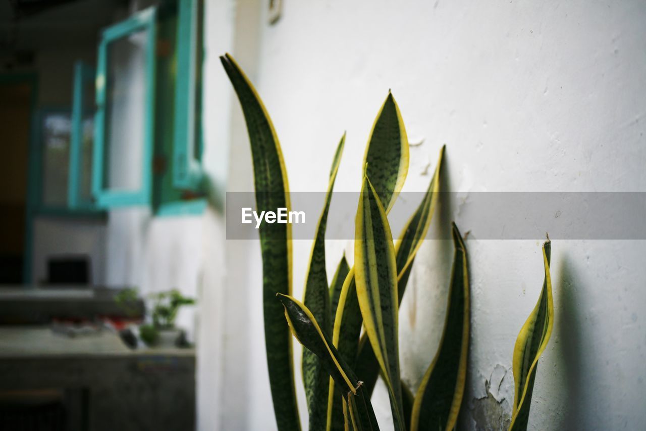 CLOSE-UP OF PLANT AGAINST WALL