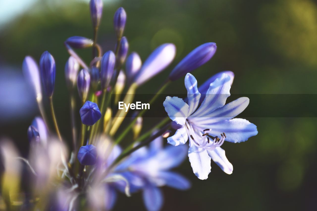 CLOSE-UP OF PURPLE FLOWER