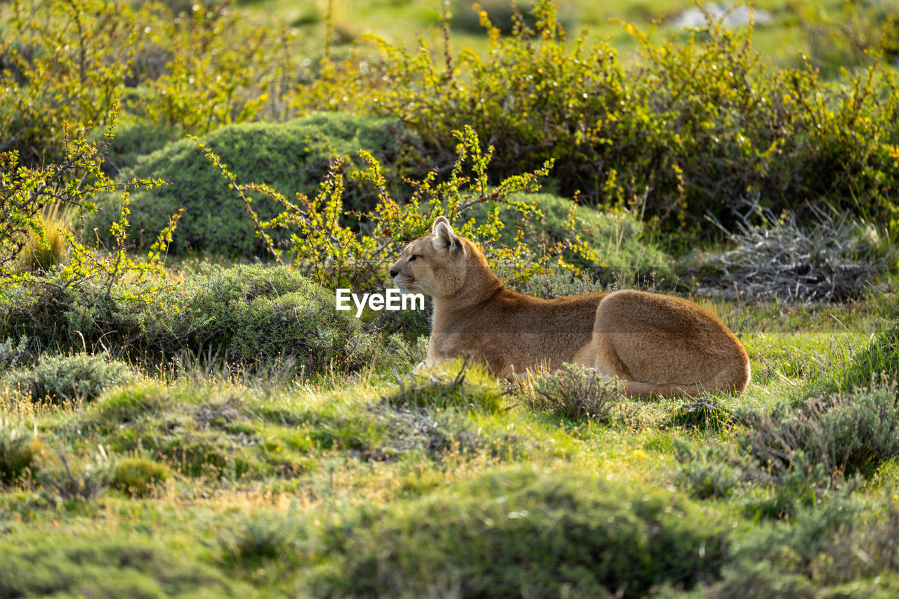 animal, animal themes, mammal, animal wildlife, wildlife, one animal, plant, nature, grass, wilderness, no people, day, land, side view, meadow, green, field, outdoors, grassland, relaxation, selective focus, domestic animals, sitting