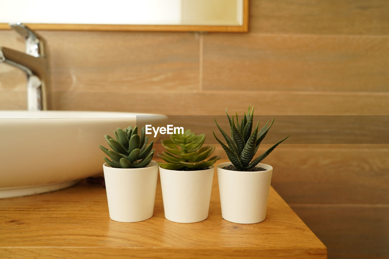 Succulent flowers standing in a modern bathroom decorating the interior