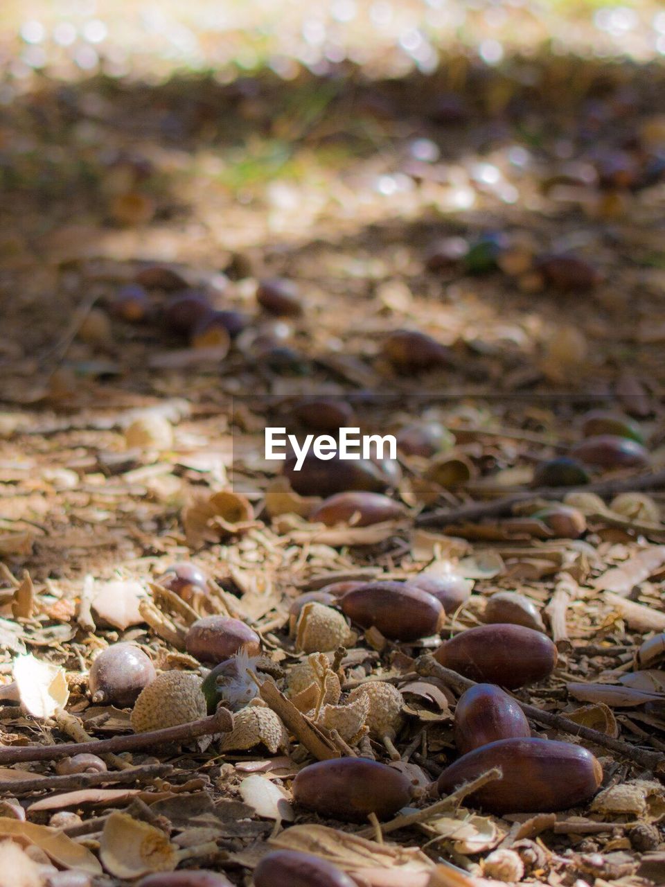 Seed of fruit lying on dirt ground