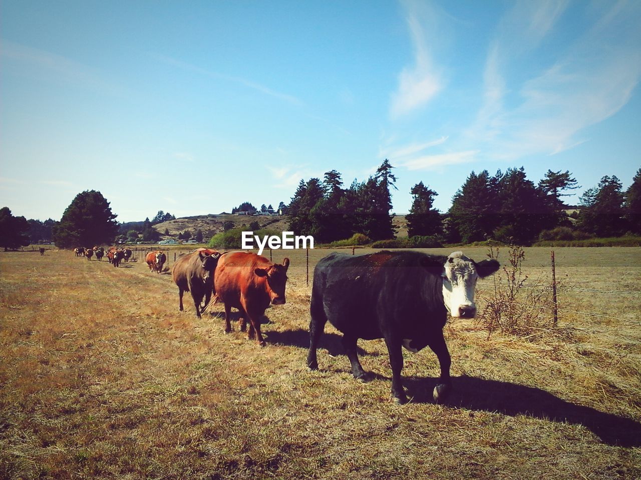 Cows walking on field in ranch against sky