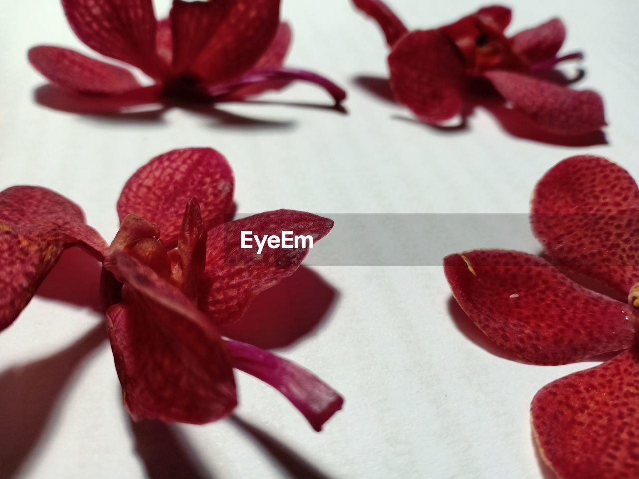 HIGH ANGLE VIEW OF RED ROSE ON TABLE