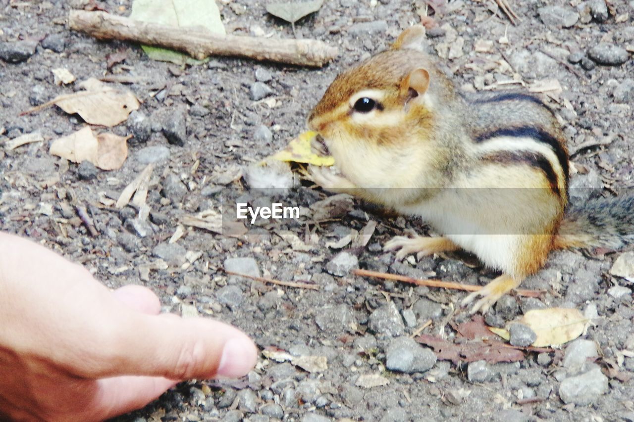 HIGH ANGLE VIEW OF BIRD FEEDING