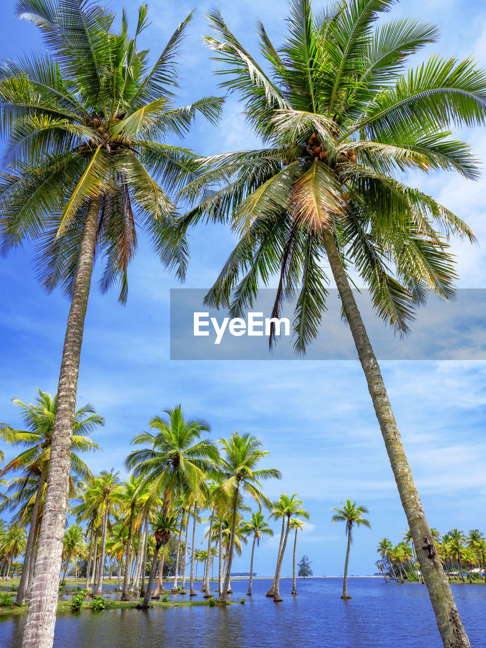 Scenic view of tropical island with coconut palm trees in a beautiful day