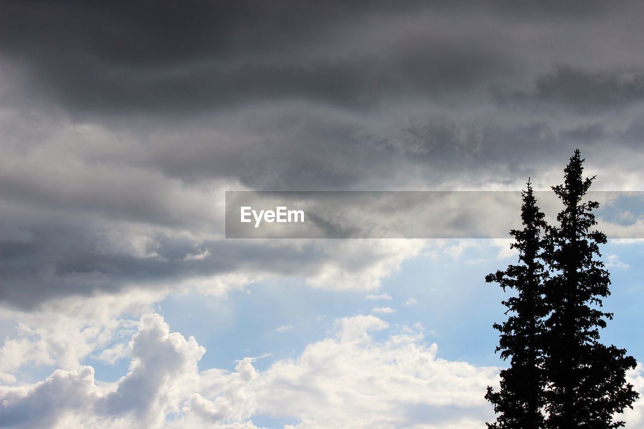 Low angle view of trees against cloudy sky