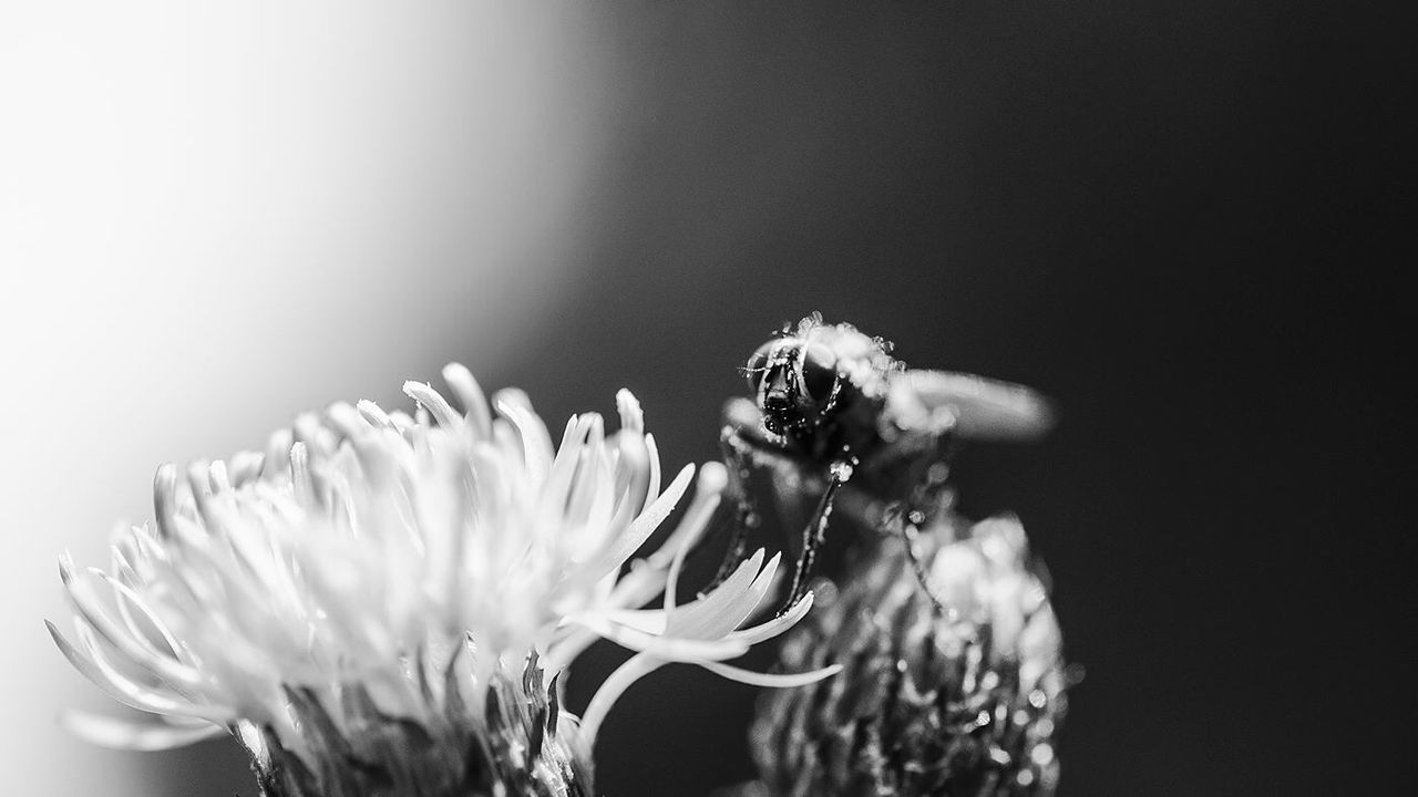 CLOSE-UP OF BEE ON FLOWER OUTDOORS