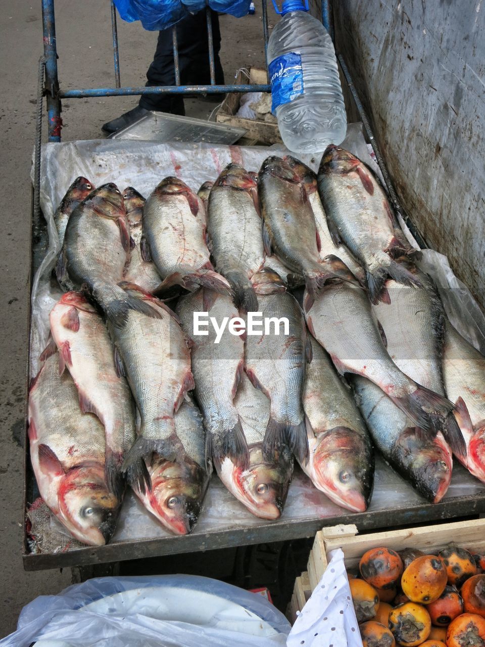 High angle view of fishes for sale
