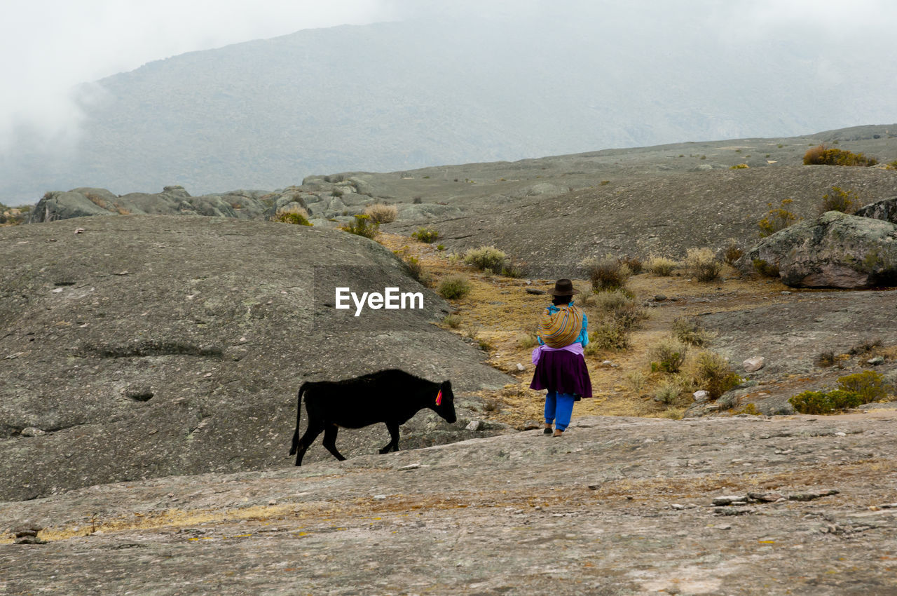 FULL LENGTH OF A HORSE STANDING ON A LAND