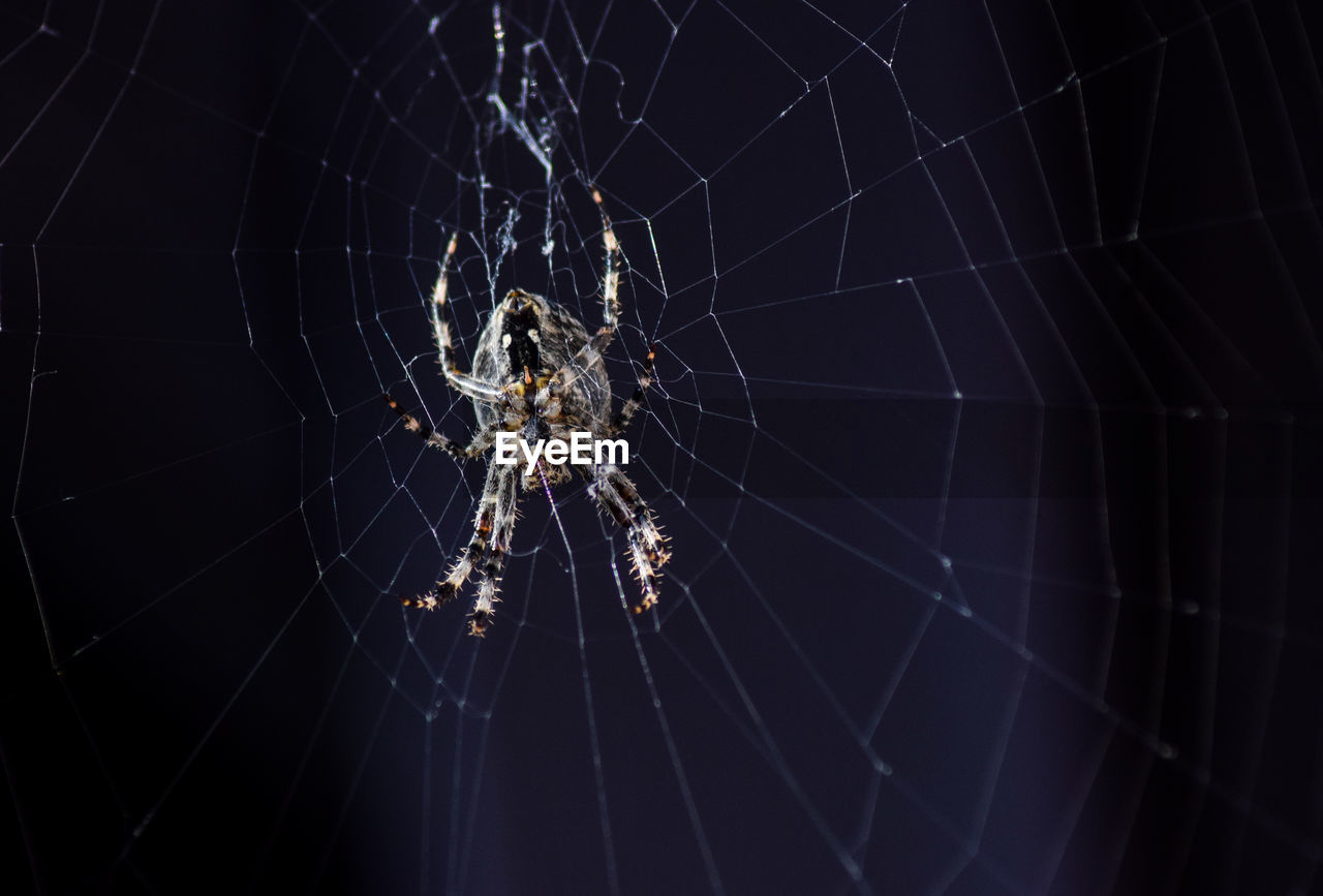 Close-up of spider on web against black background