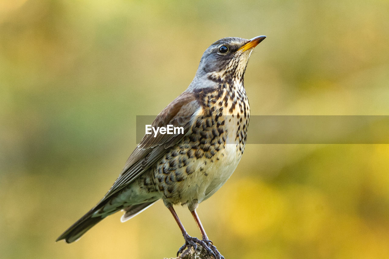 Close-up of bird perching on branch