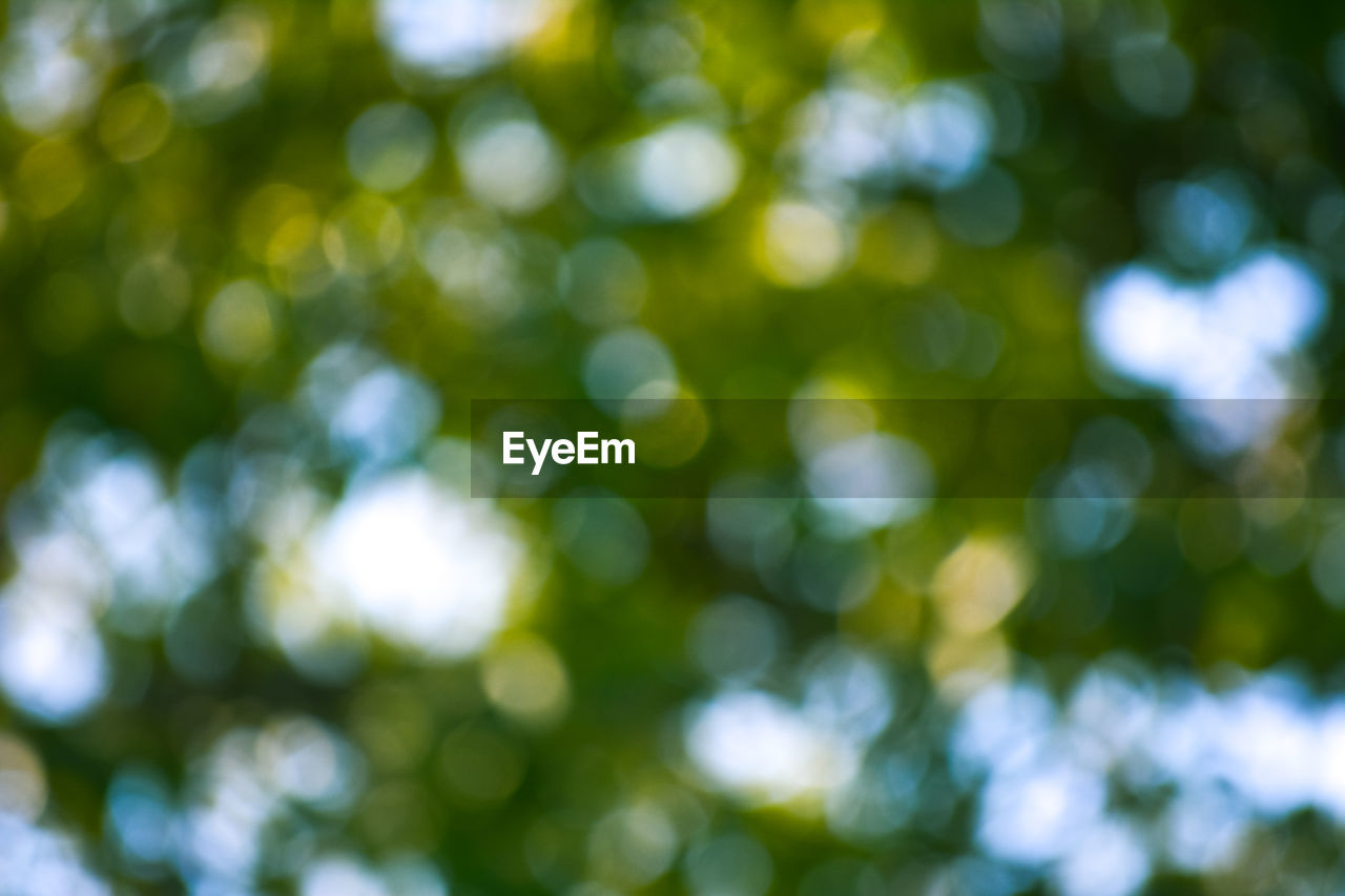 DEFOCUSED IMAGE OF TREE AGAINST SKY