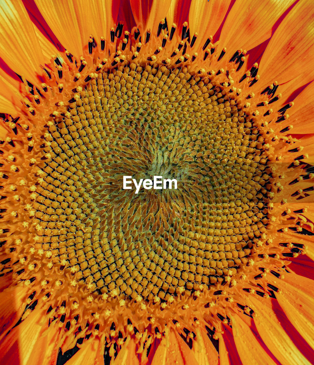 FULL FRAME SHOT OF SUNFLOWER IN WATER