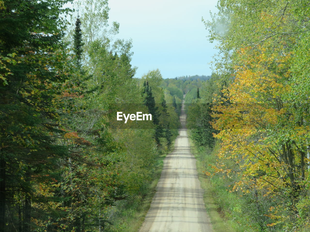 Footpath amidst trees in forest during autumn