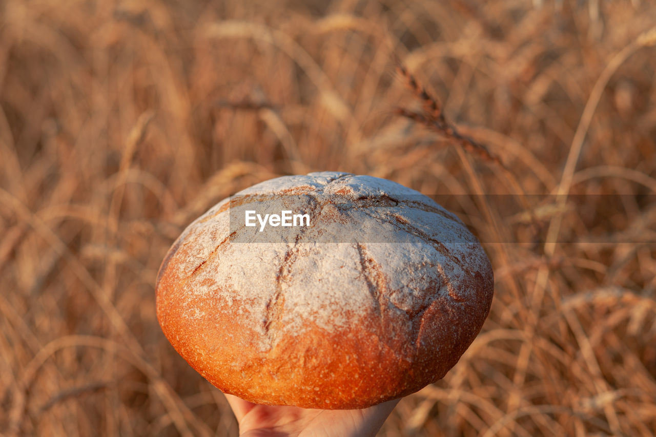 a woman holds a loaf of rye, fresh bread against the background of wheat ears. 