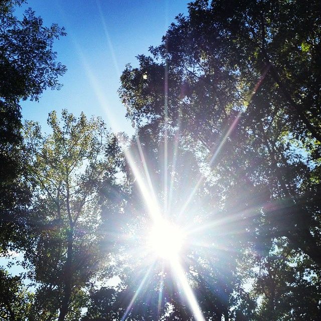 SUN SHINING THROUGH TREES IN FOREST