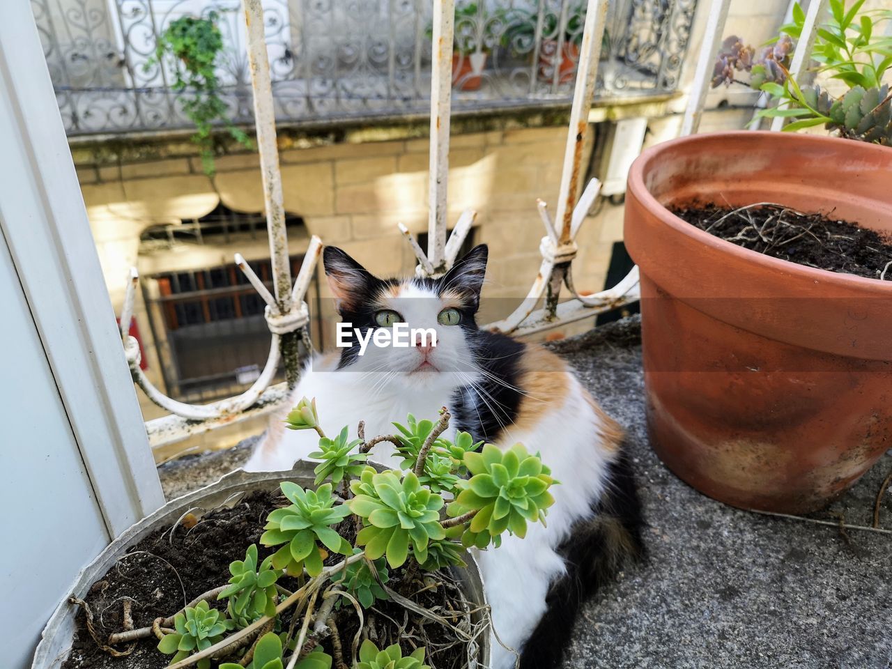 HIGH ANGLE VIEW OF CAT ON POTTED PLANT