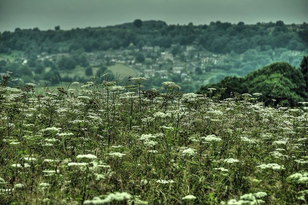 YELLOW FLOWERS GROWING IN FIELD