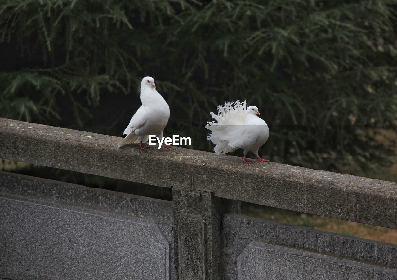 Doves perching on retaining wall