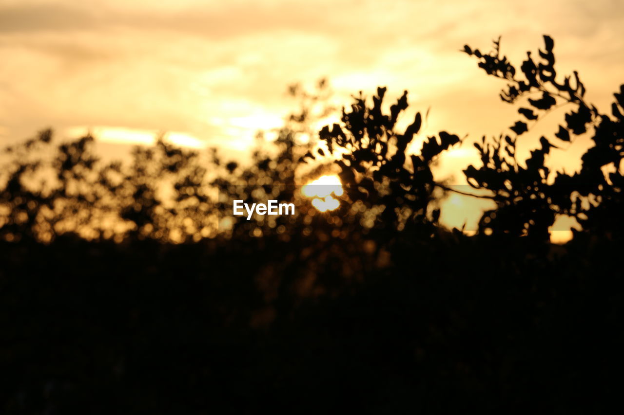 CLOSE-UP OF SILHOUETTE TREE AGAINST SUNSET SKY