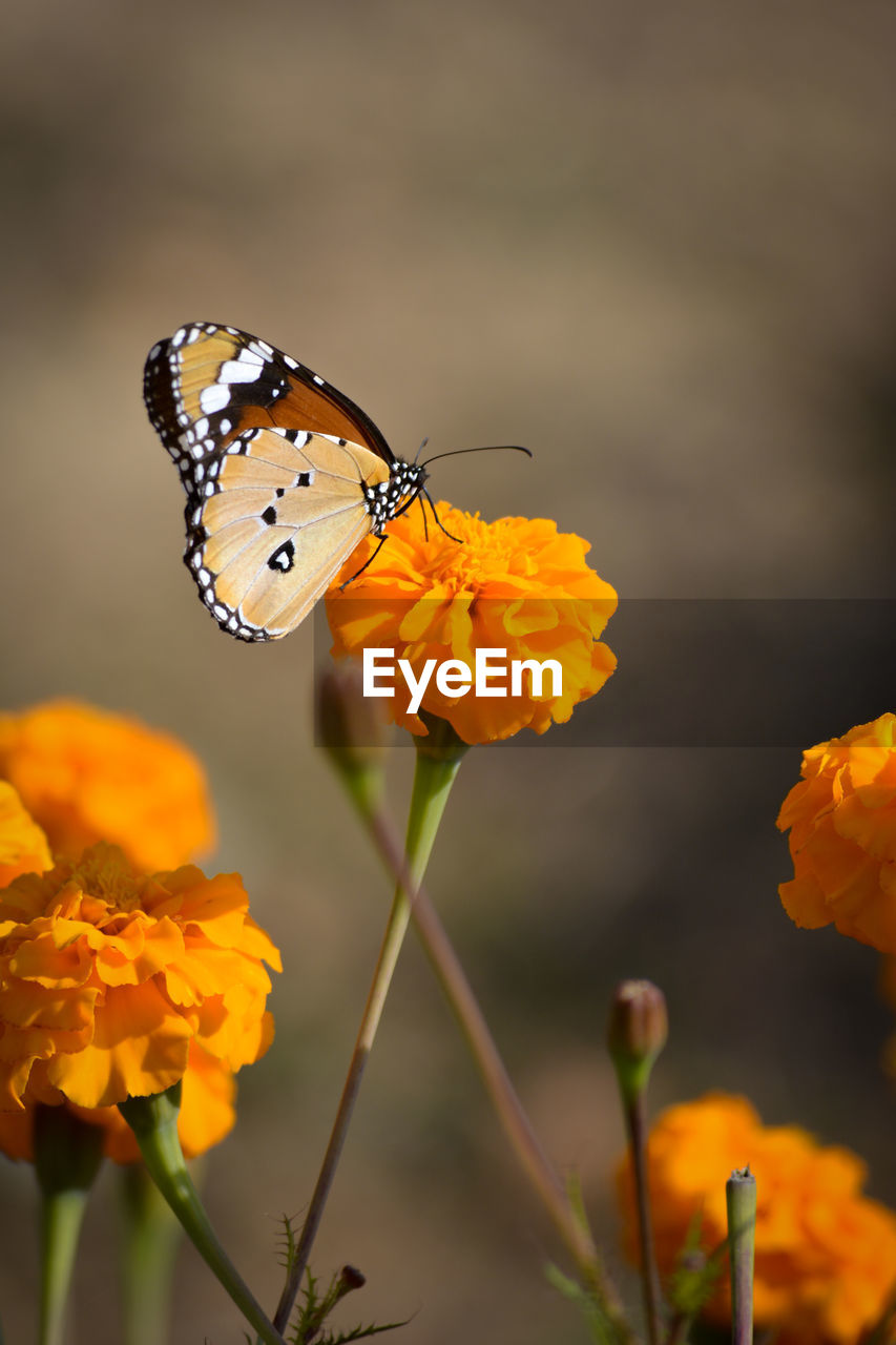 Beautiful butterfly on marigold flower in the garden