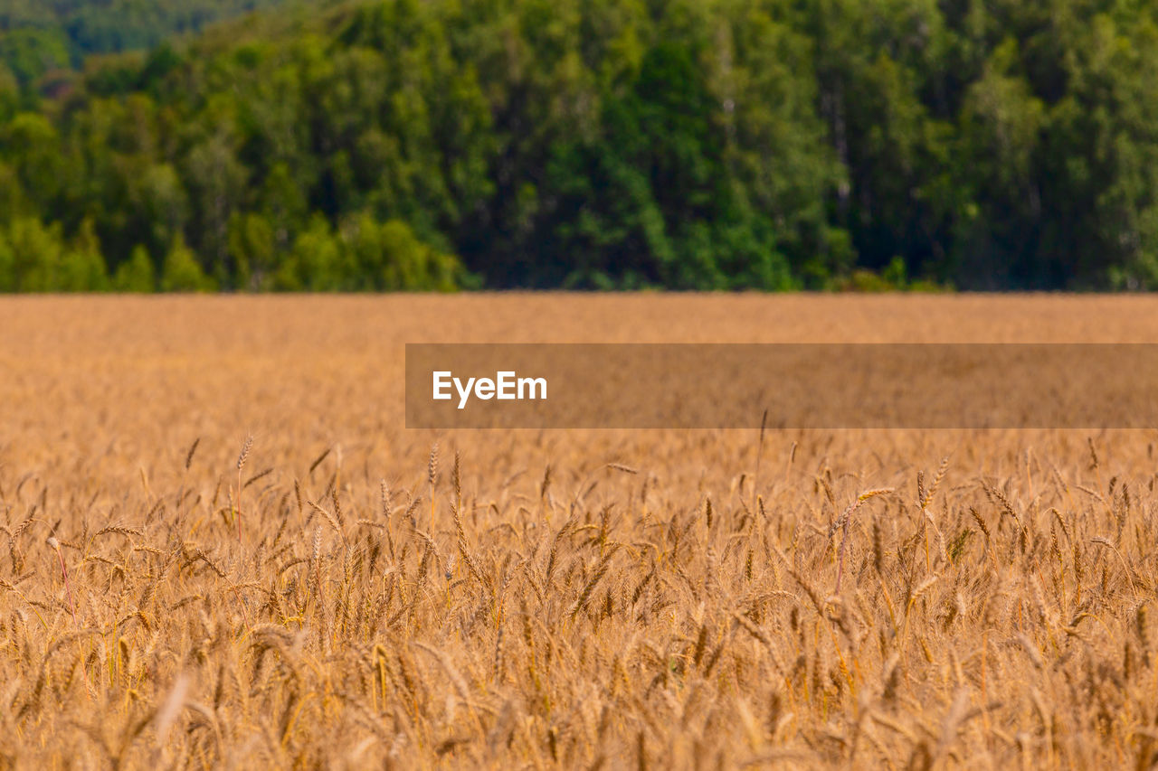 Close-up view of oats field against green forest background