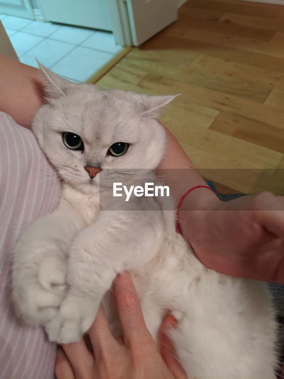 MIDSECTION OF PERSON HOLDING KITTEN WITH HAND ON BED