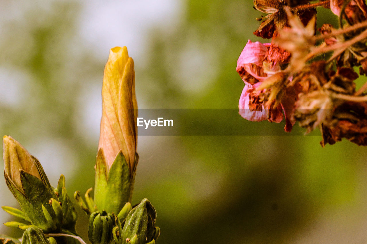 CLOSE-UP OF WILTED FLOWER