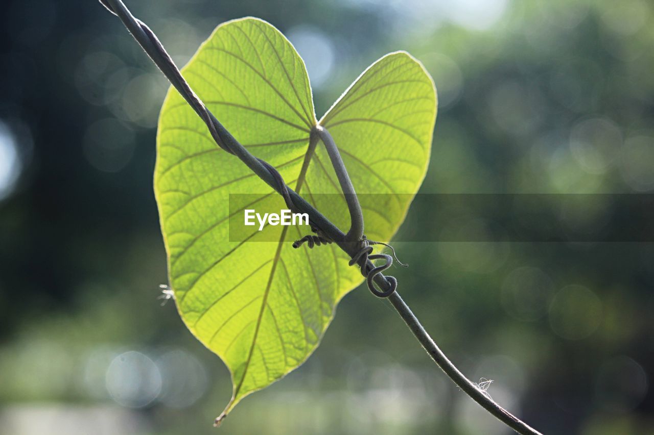 CLOSE-UP OF LEAVES