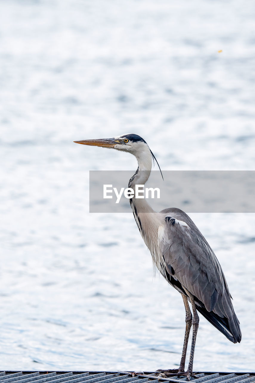 HIGH ANGLE VIEW OF GRAY HERON