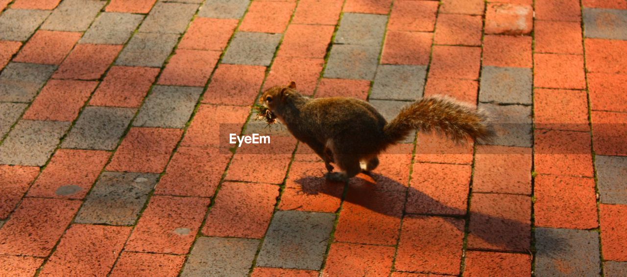 HIGH ANGLE VIEW OF BIRD ON PAVING STONE