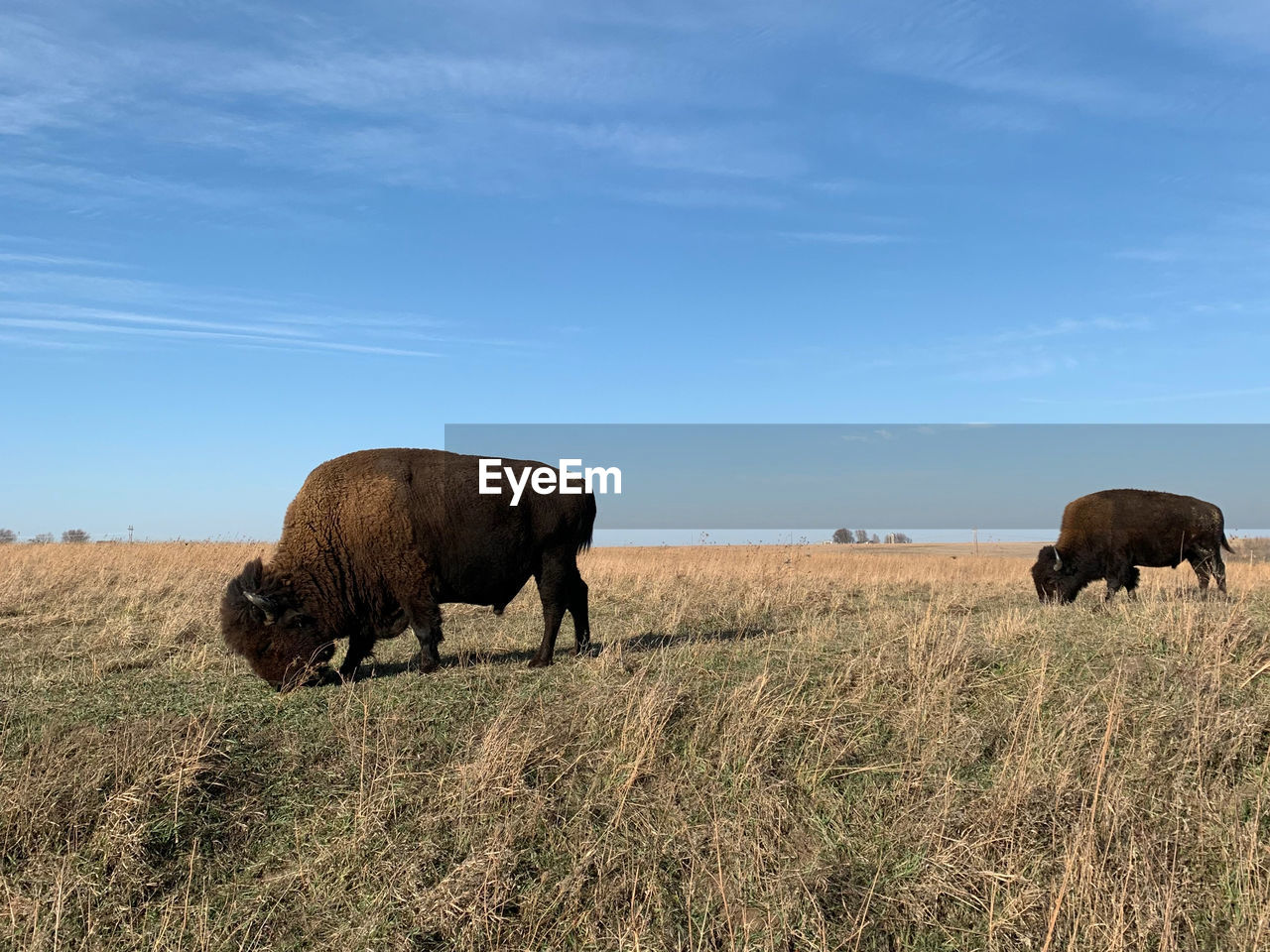 Two american bison grazing