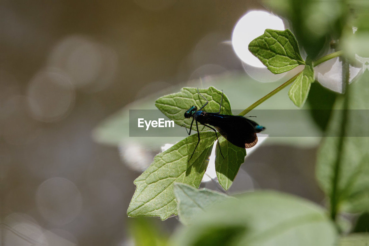 green, insect, animal themes, animal wildlife, animal, leaf, plant part, nature, wildlife, close-up, macro photography, one animal, animal wing, plant, beauty in nature, flower, no people, environment, animal body part, outdoors, focus on foreground, dragonfly, macro, selective focus, freshness, fragility, perching, fly, day, full length, butterfly