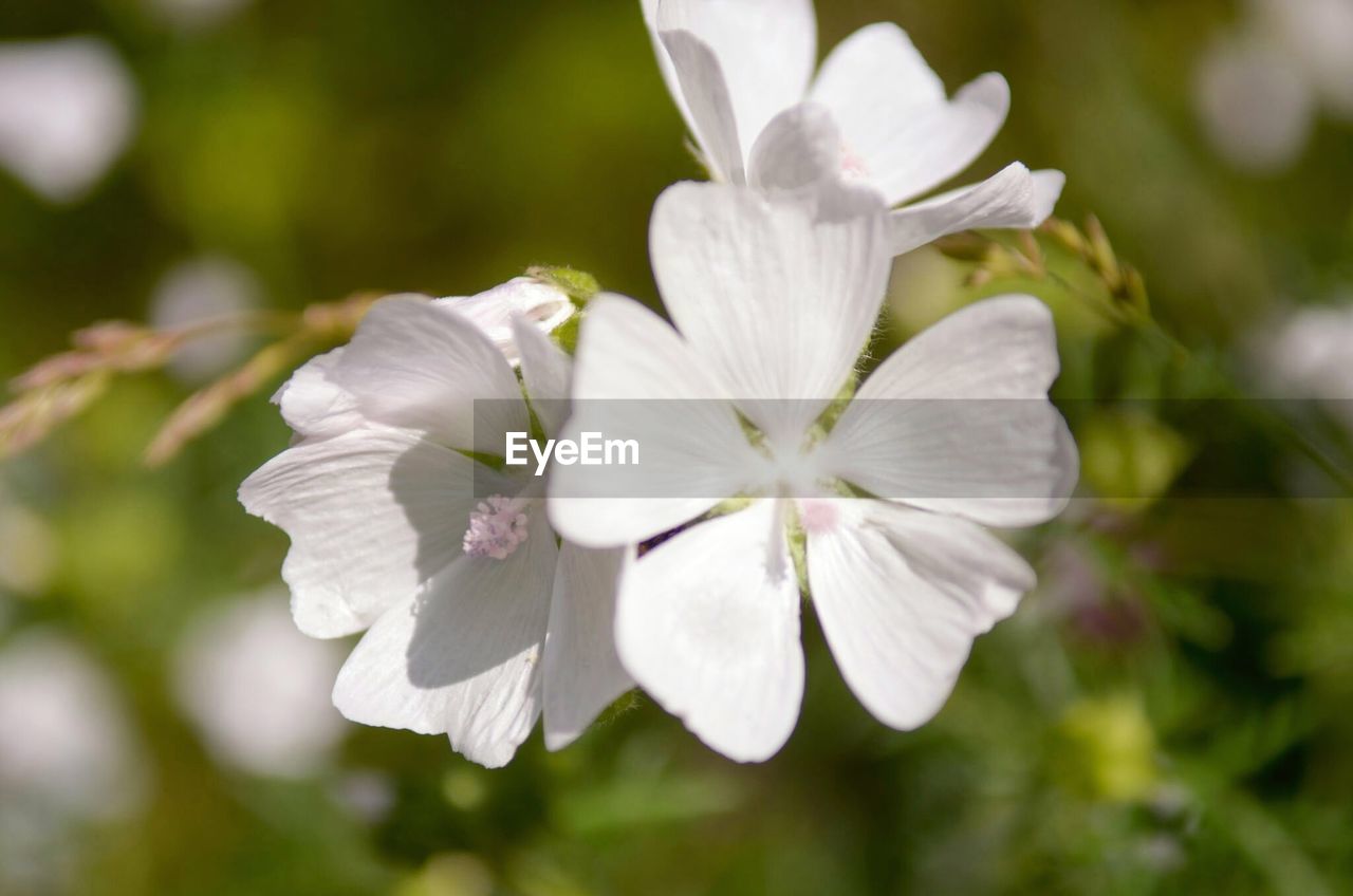 Close-up of white flowers blooming outdoors