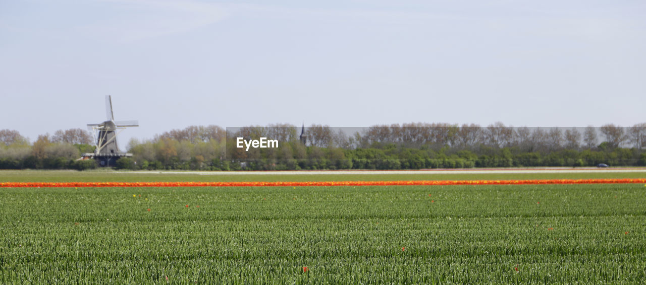 Panorama with a scenic view of a tulip field with a windmill and trees in the background against sky