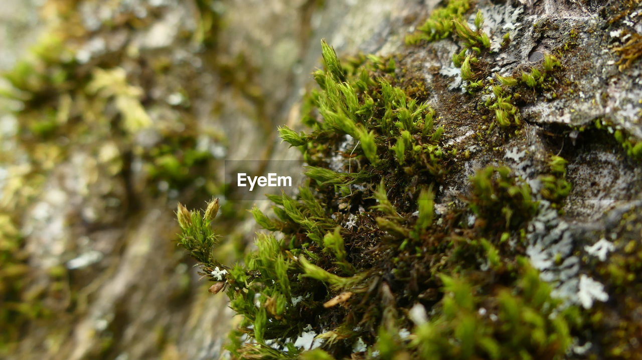 CLOSE-UP OF MOSS GROWING ON ROCKS