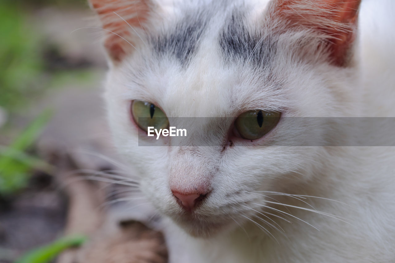 CLOSE-UP PORTRAIT OF CAT OUTDOORS