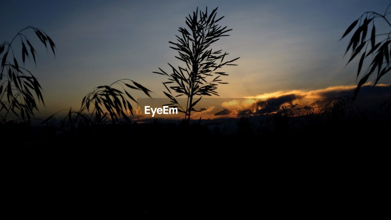 CLOSE-UP OF SILHOUETTE PLANTS ON FIELD AGAINST SKY