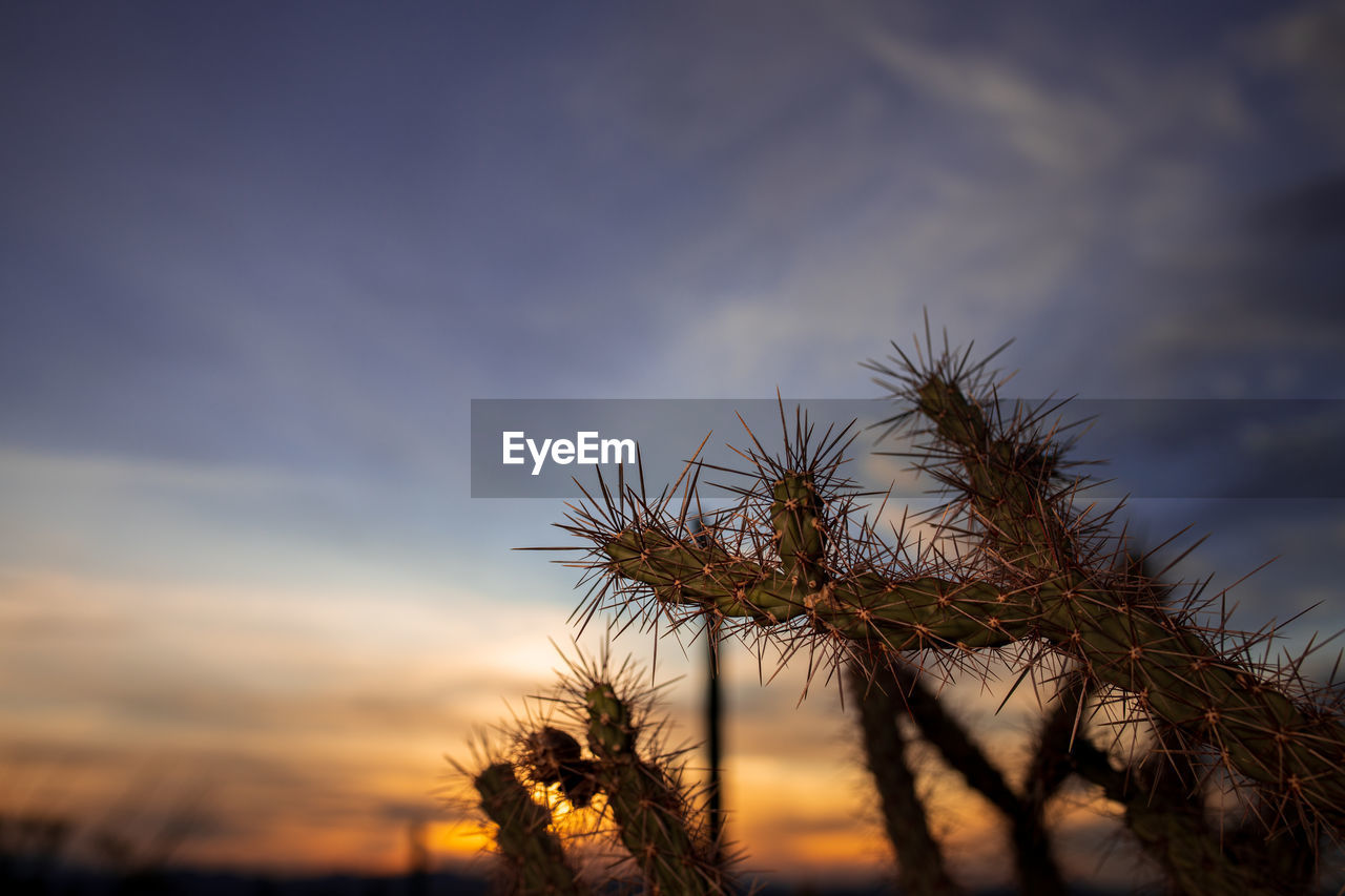 Low angle view of plants against sky during sunset