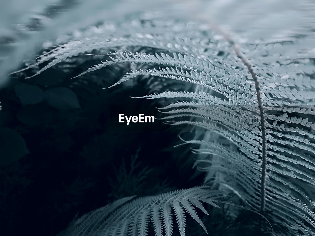 Close-up of fern leaves