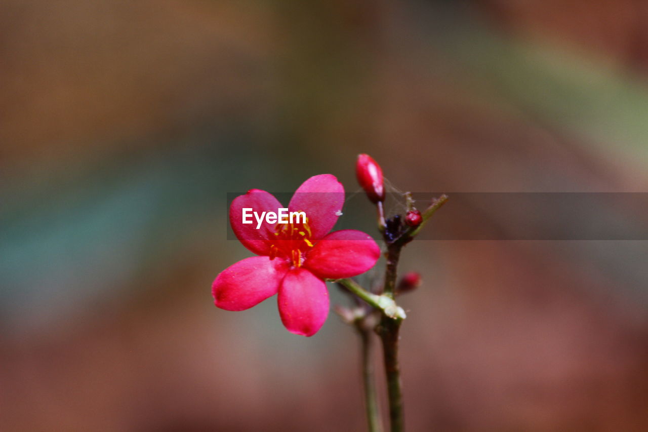 CLOSE-UP OF PINK FLOWERS