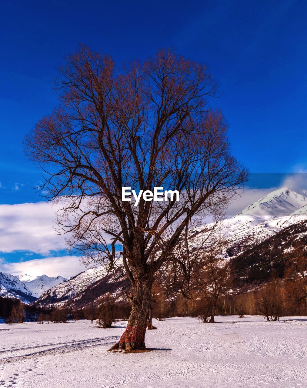 Bare tree on snow covered landscape