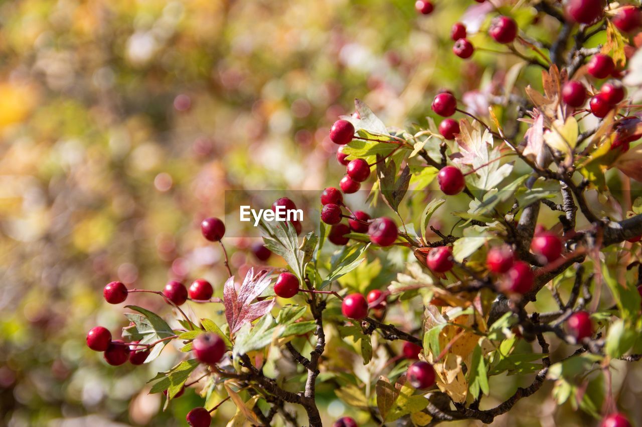 Close-up of berries growing on tree